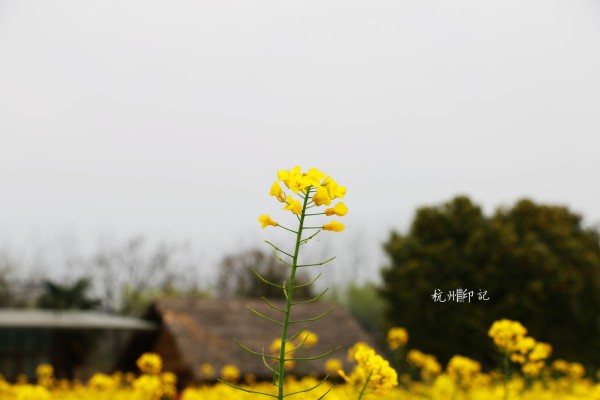 乌镇繁花盛开，最新绽放与独特魅力